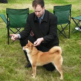 Nizu Shiba Inu - Michael Needs - Dog Show Judge to be