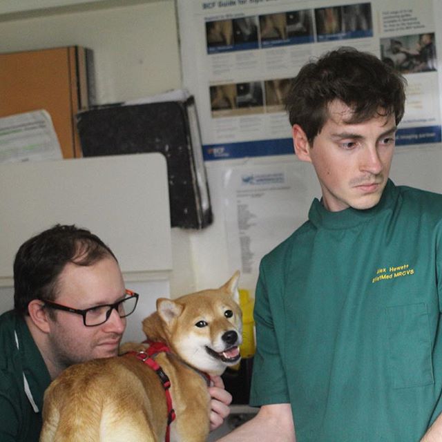 Nizu Shiba Inu 23 day scan