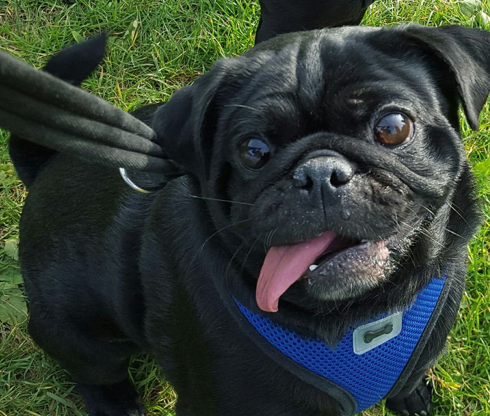 Nizu Shiba Inu - Burt the pug