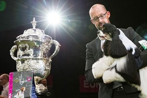 Nizu Shiba Inu Crufts 2017