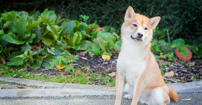 Nizu Shiba Inu - MYMSIN AKA CHIKA - AKI