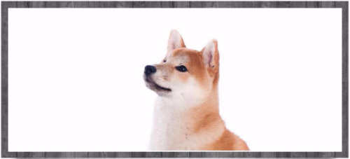 Nizu Shiba Inu - Owners are members of the JAPANESE SHIBA INU CLUB OF GREAT BRITAIN